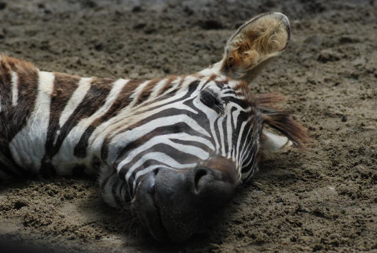 20070708osero2.jpg
