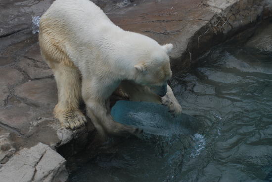 20070716aice4.jpg