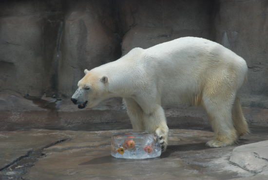 20070716aice7.jpg