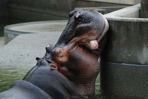 20090630hagu2.jpg