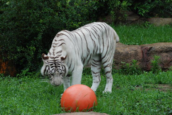 20090630omega1.jpg