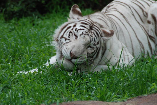 20090630omega2.jpg