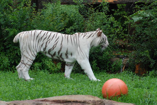 20090630omega4.jpg