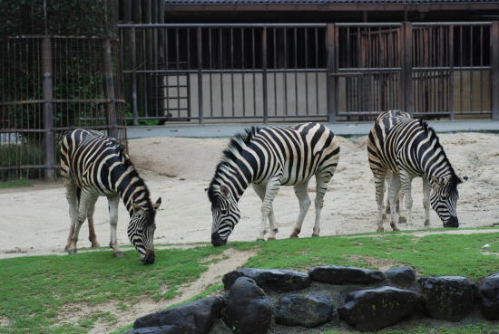 20090630shima1.jpg