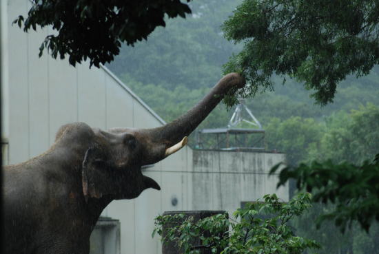 20090630taro03.jpg