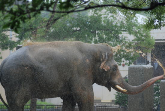 20090630taro05.jpg