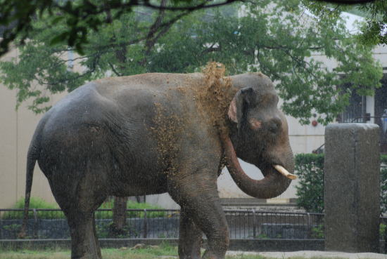 20090630taro07.jpg
