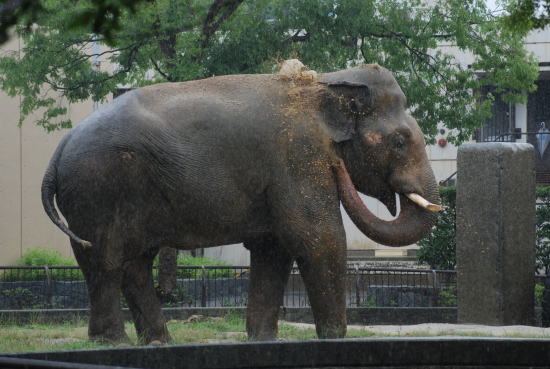 20090630taro09.jpg