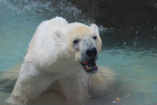 20090726aice03.jpg
