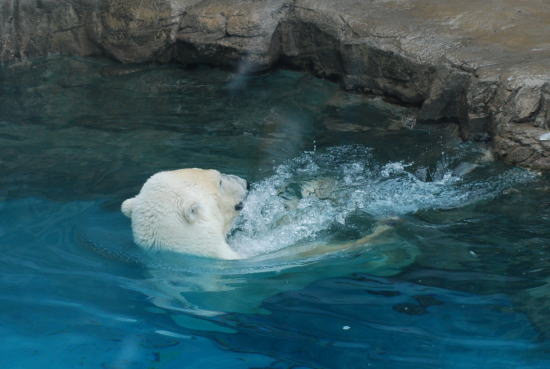 20090726aice08.jpg