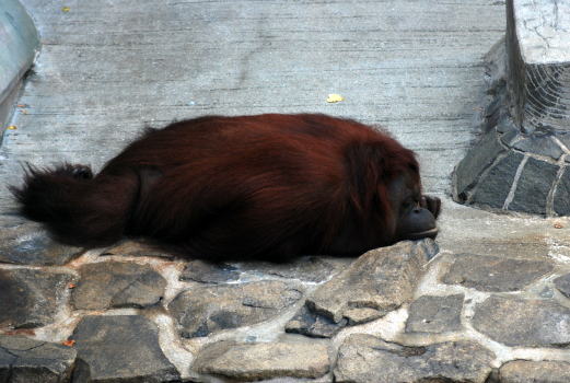 20090802valen1.jpg
