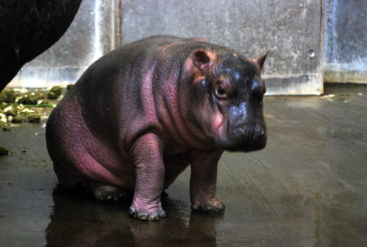 20090908chibi11.jpg