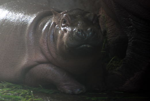 20090908chibi12.jpg