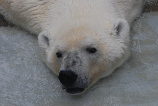20090929aice02.jpg