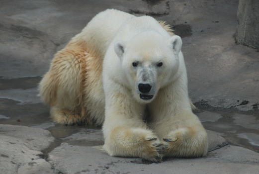 20090929aice03.jpg