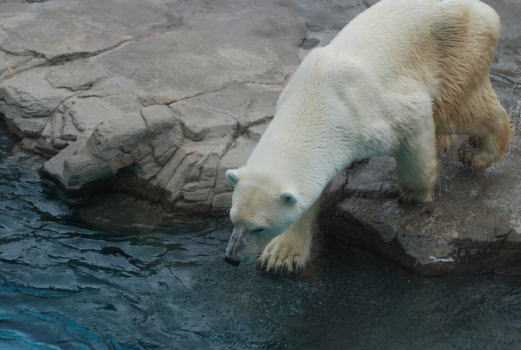20090929aice05.jpg