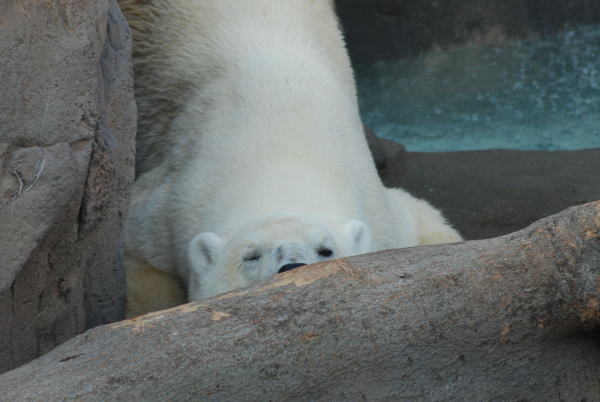 20091027aice1.jpg