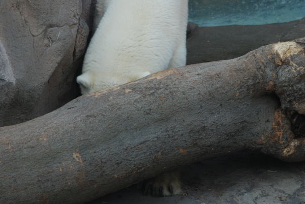 20091027aice2.jpg