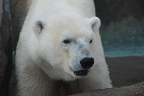 20091027aice3.jpg