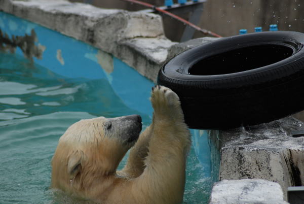 20091108chibi03.jpg