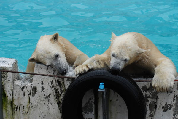 20091109chibi02.jpg