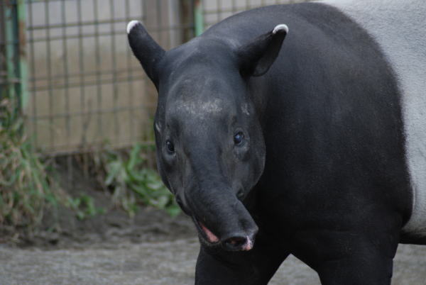 20091109maruka.jpg