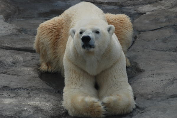 20100202aice1.jpg