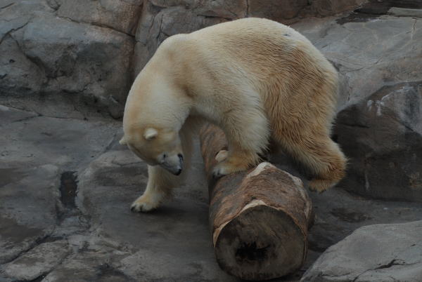 20100202aice2.jpg