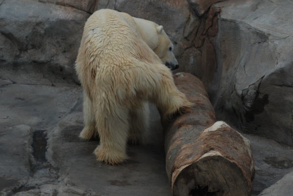 20100202aice3.jpg