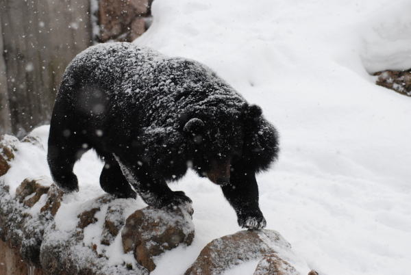 20100307kuma.jpg