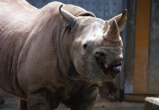 20070501kuro004.jpg