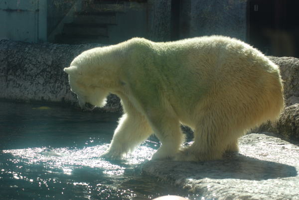 20110924baly2.jpg