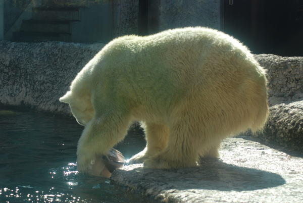 20110924baly3.jpg
